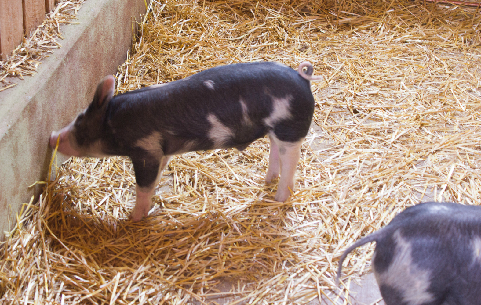 baby-animal-days piggy